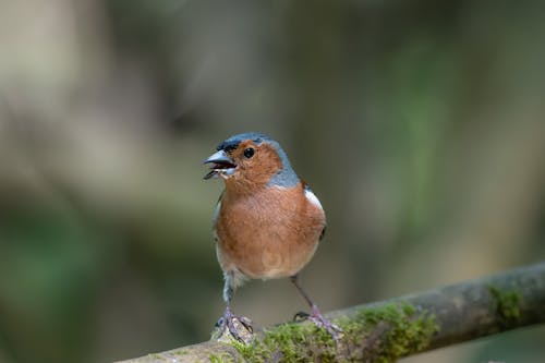 fringilla coelebs, かわいい鳥, くちばしの無料の写真素材