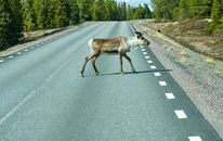 A lone reindeer crosses an empty road surrounded by dense forest.