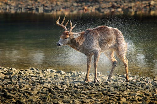 Side View of Deer Walking in Lake at Forest