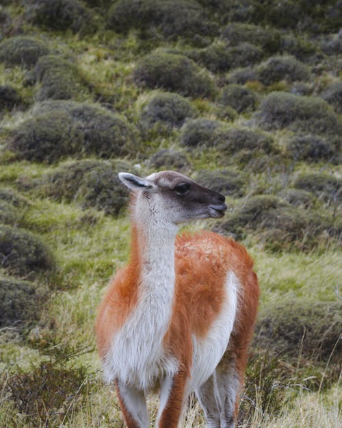 Photo of Alpaca on Grass