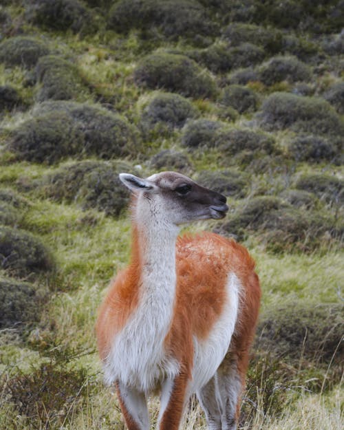 Foto d'estoc gratuïta de a l'aire lliure, alpaca, animal