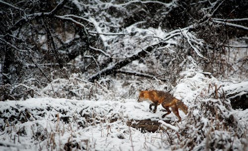 Fox on Snow Covered Field in Forest