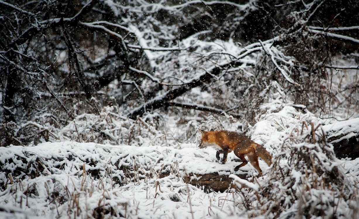 Free Fox on Snow Covered Field in Forest Stock Photo
