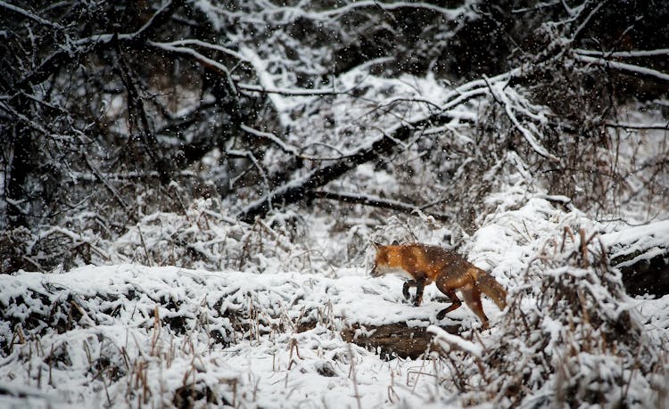 Fox On Snow Covered Field In Forest