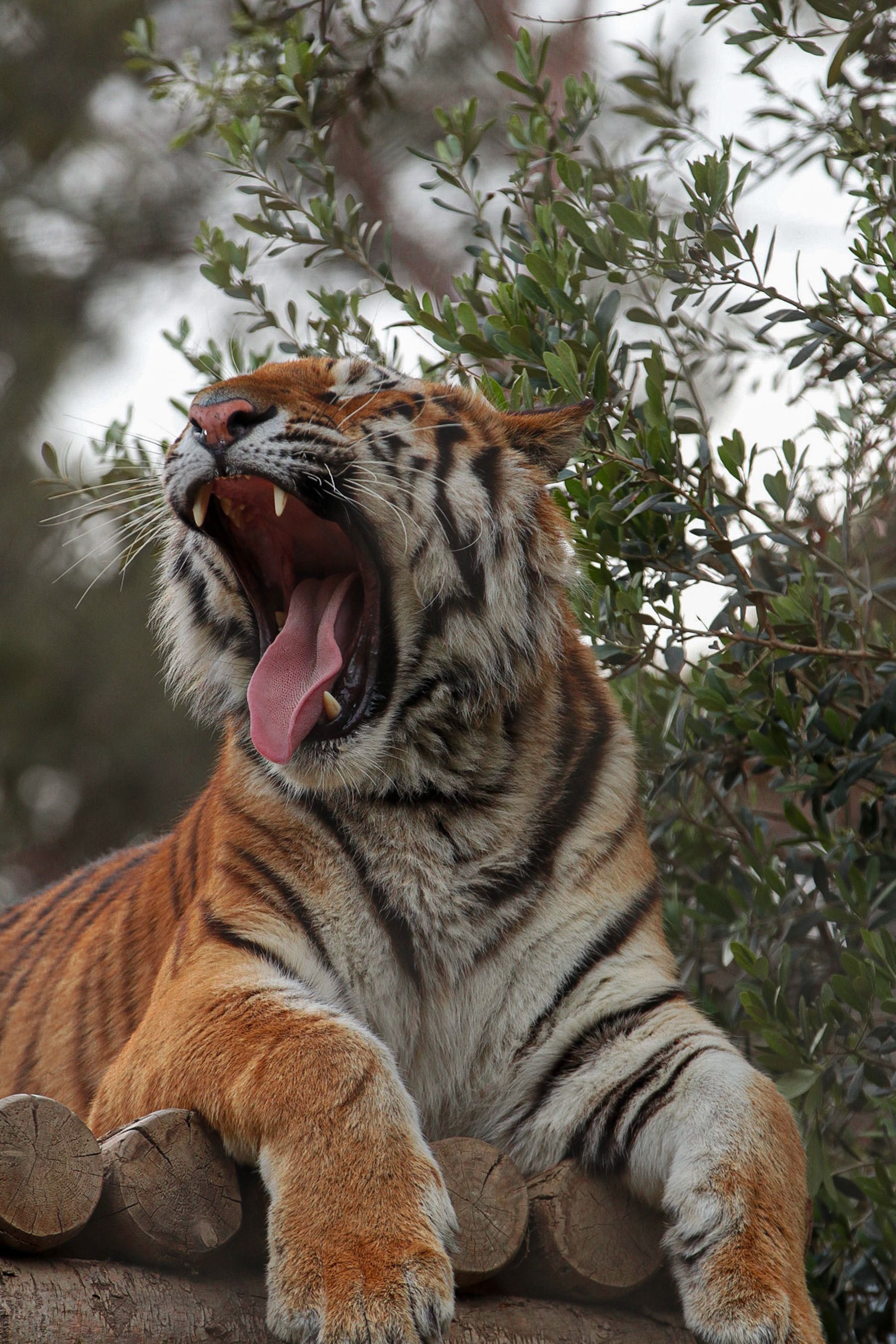 A majestic tiger yawns while resting on a log, surrounded by foliage in Baku, Azerbaijan.