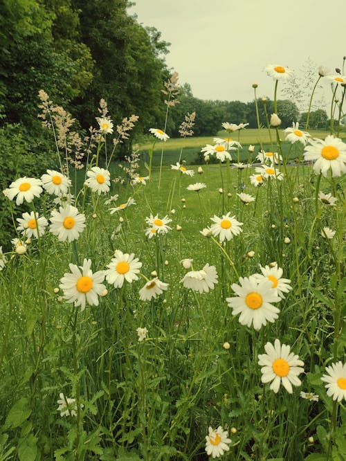 A field of daisies with a green grassy background