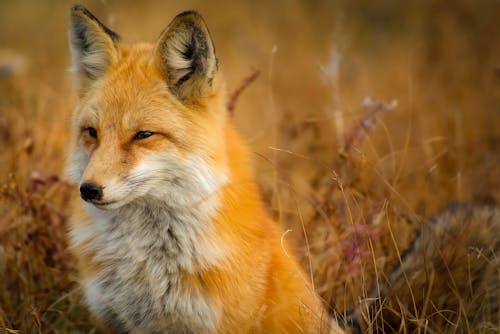 免费 狐狸在草地上的特写镜头 素材图片