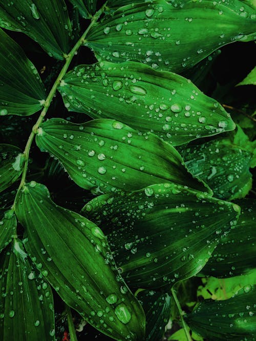Kostenlos Nahaufnahmefoto Von Wassertropfen Auf Blättern Stock-Foto