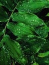 特写镜头下的新鲜绿叶与露珠，展现了自然的图案和纹理
