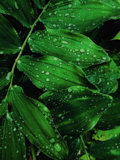 Close-up of fresh green leaves with dew drops, showcasing natural pattern and texture.