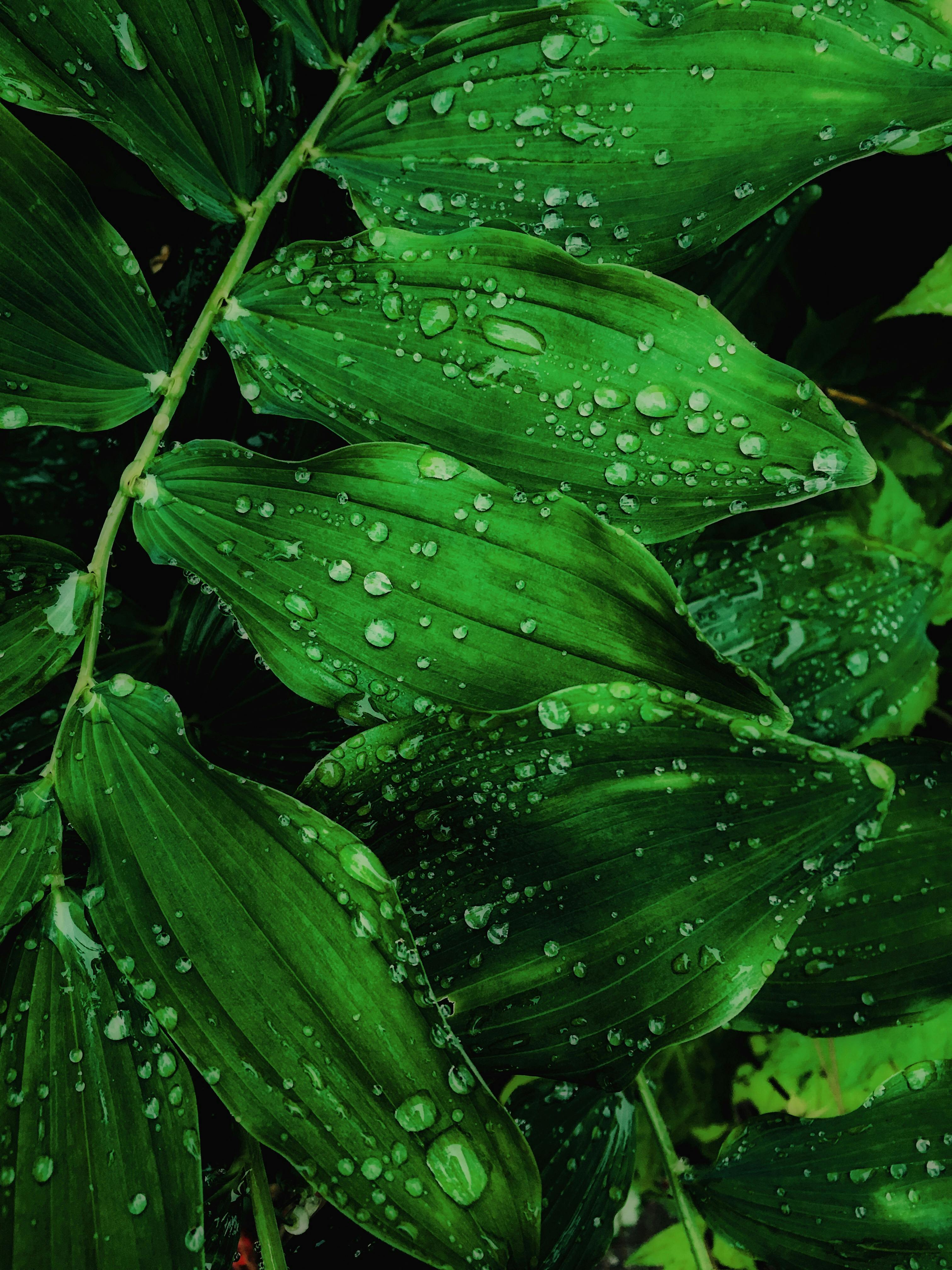Closeup View Of Green Leaves Plants With Water Drops HD Green Aesthetic  Wallpapers, HD Wallpapers