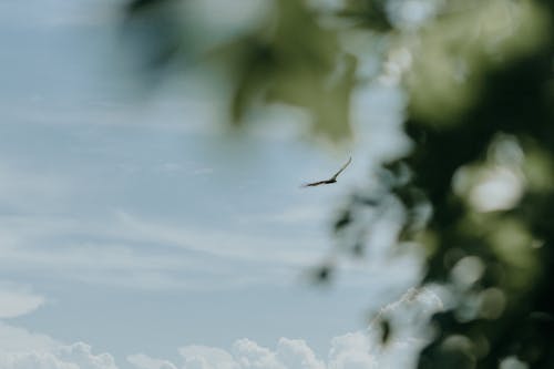 Foto profissional grátis de ave, Brasil, céu azul