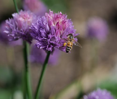 Foto profissional grátis de abelha, cebolinha, flores