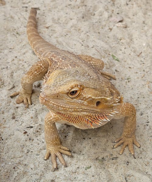 A bearded lizard is standing on the ground