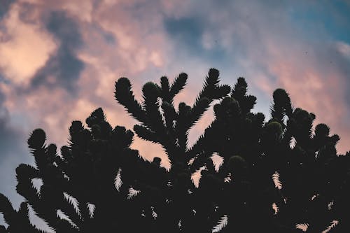 A cactus plant in the sky with clouds