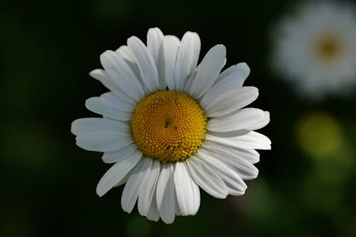 A single white daisy with a yellow center