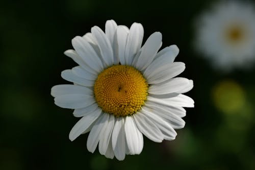 Immagine gratuita di bianco, campo di fieno, colore