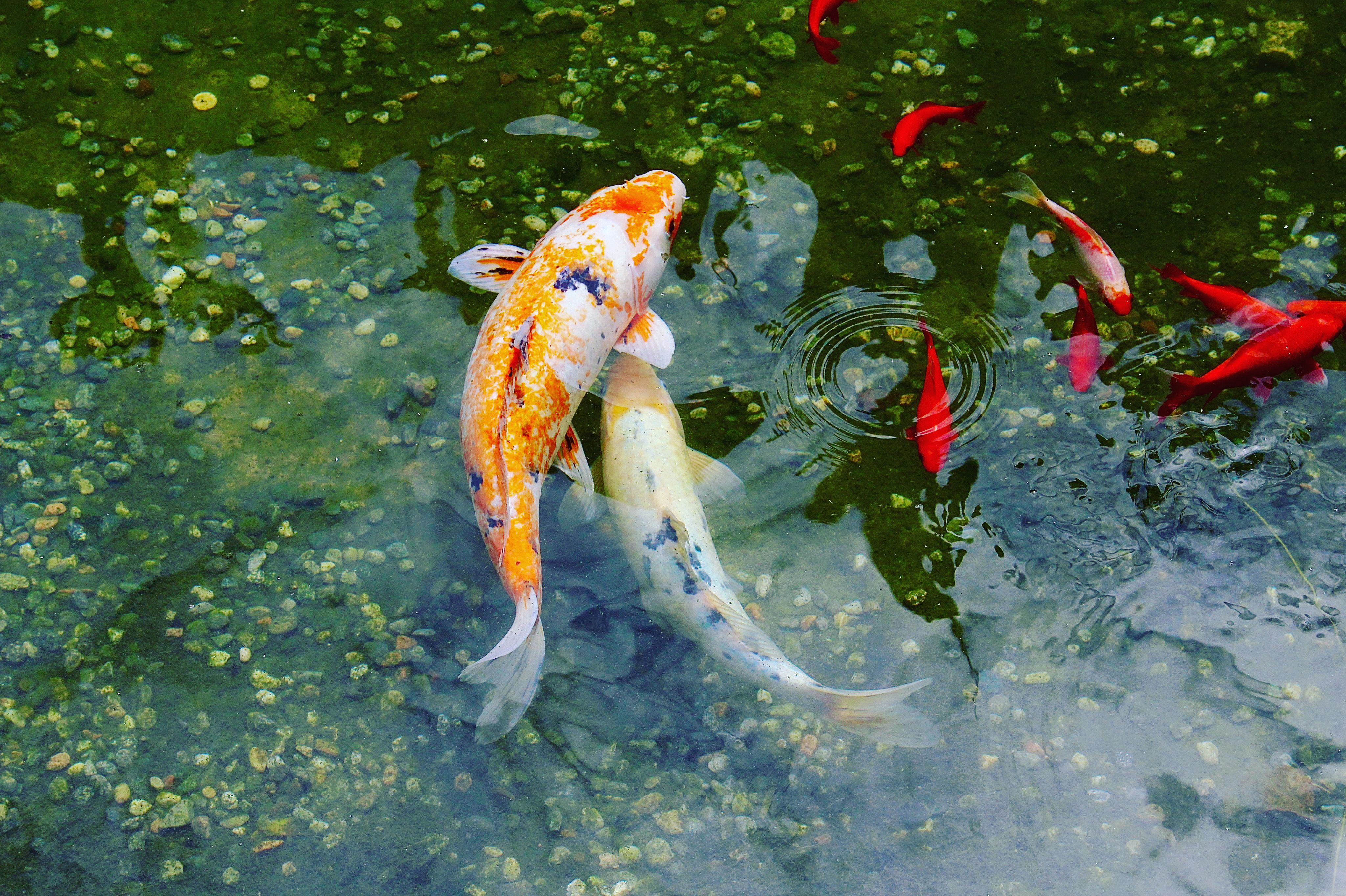 Exotic Marine Fish