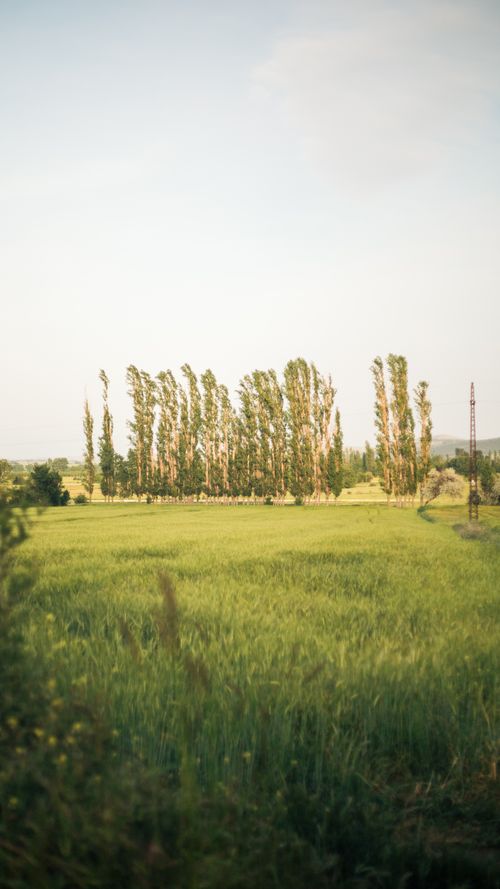 Free Tranquil rural landscape with lush green fields and tall trees under a clear sky. Stock Photo