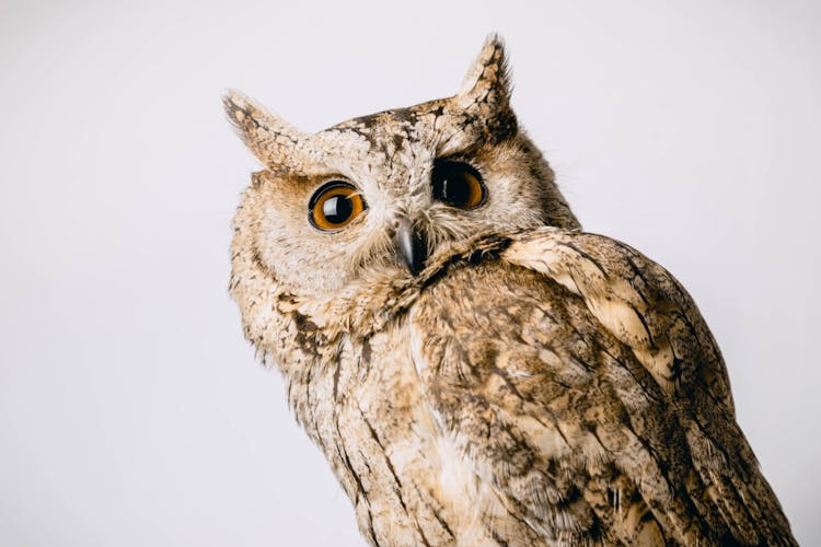 Close-Up Photo Of Owl