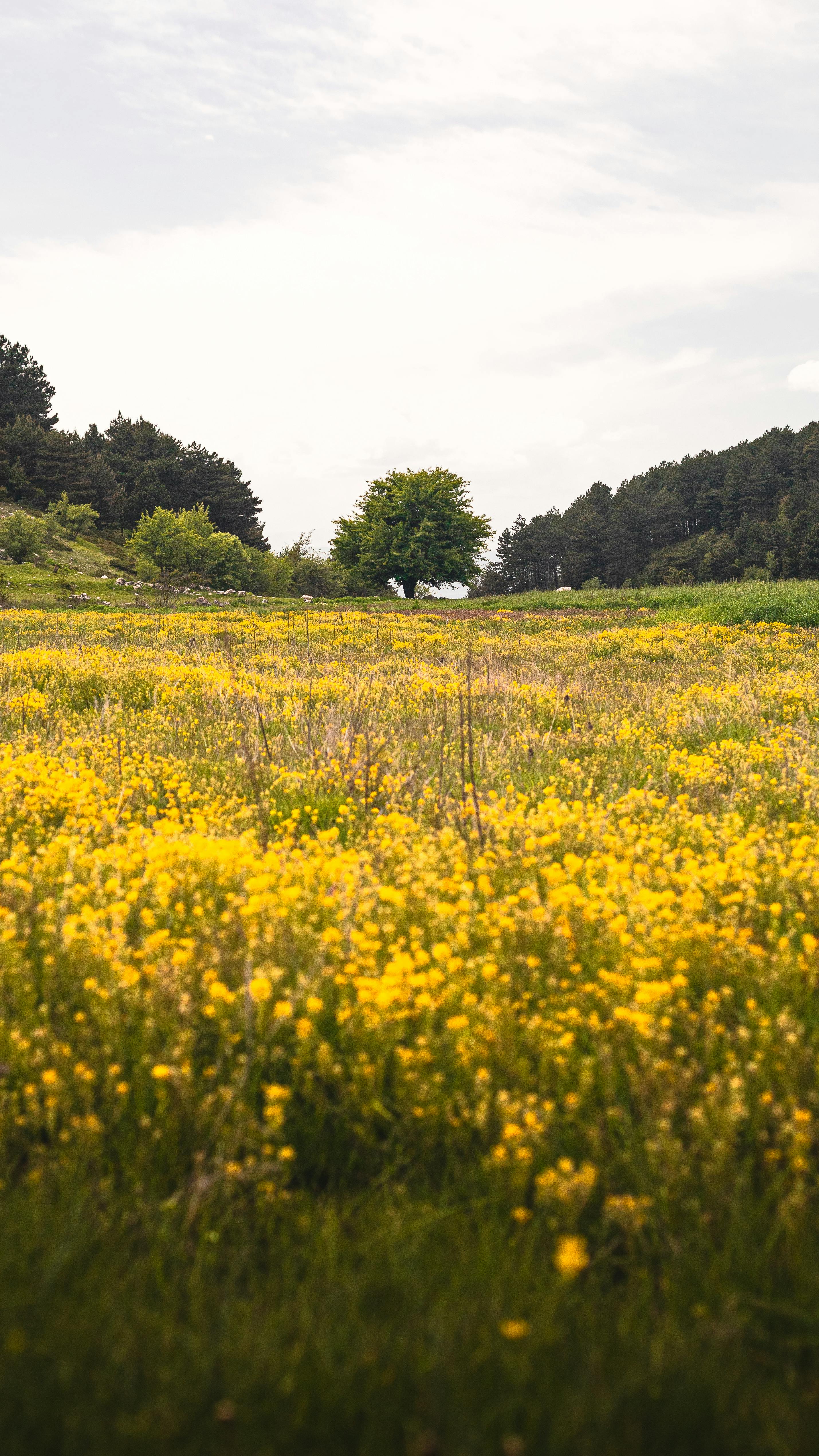 Yellow Flowers on Meadow · Free Stock Photo