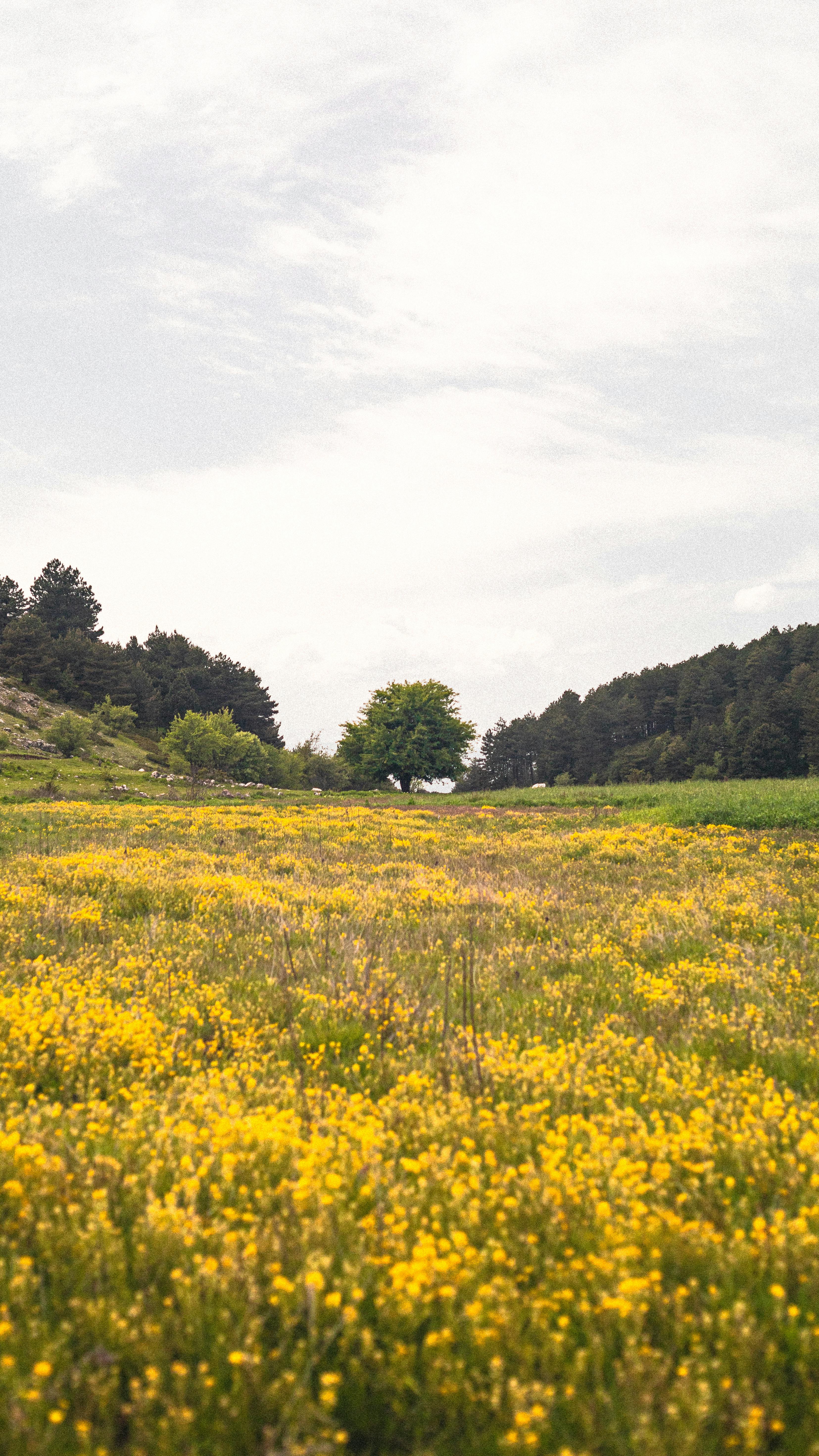 カシニョール 、【BUNCH OF FLOWERS IN MEADOW】 ghows-SR-4c843b8a-2c6e-2b3e-