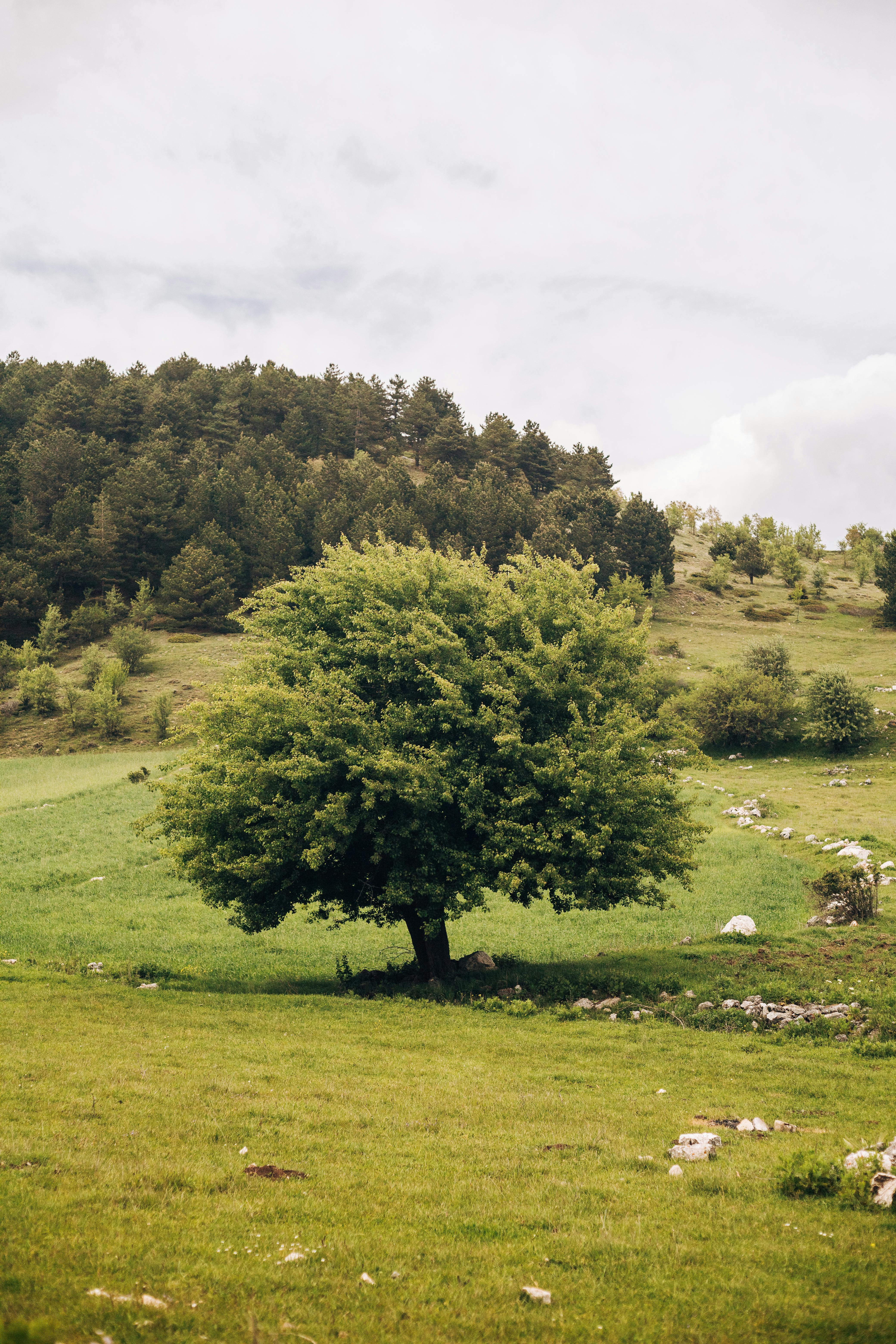 Idyllic rural landscape featuring a solitary tree amidst lush greenery