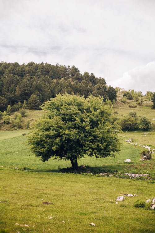 A tree in a field with sheep grazing