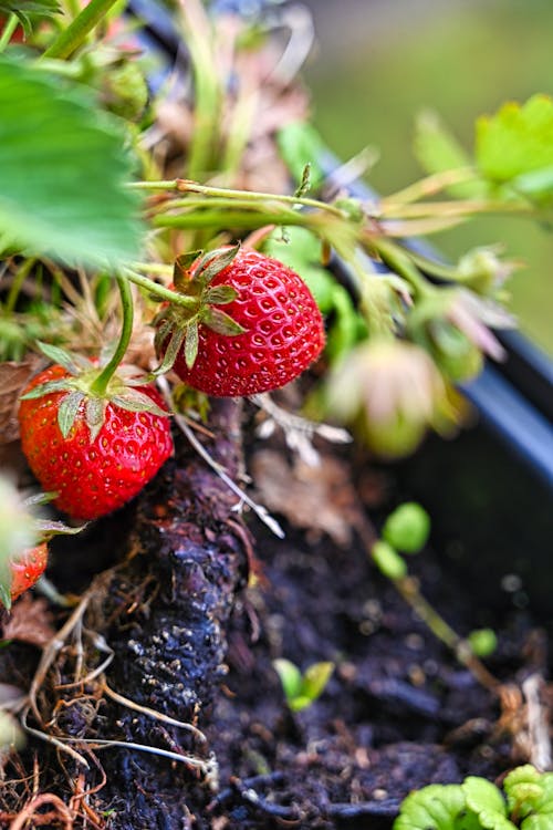 Strawberries growing in a pot with leaves and dirt