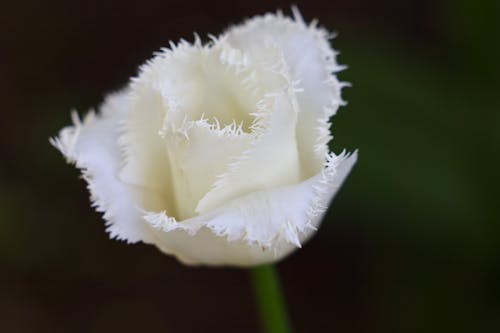 A white flower with frosted petals