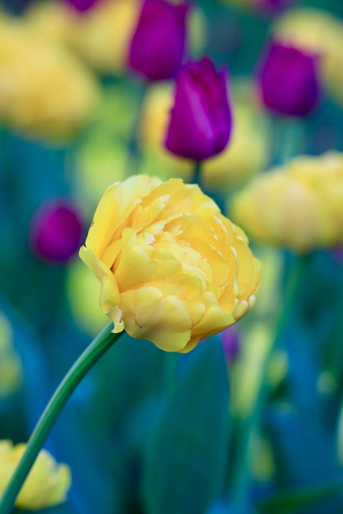 Free Close-up of vibrant yellow and purple tulips in a garden setting, capturing the beauty of spring. Stock Photo