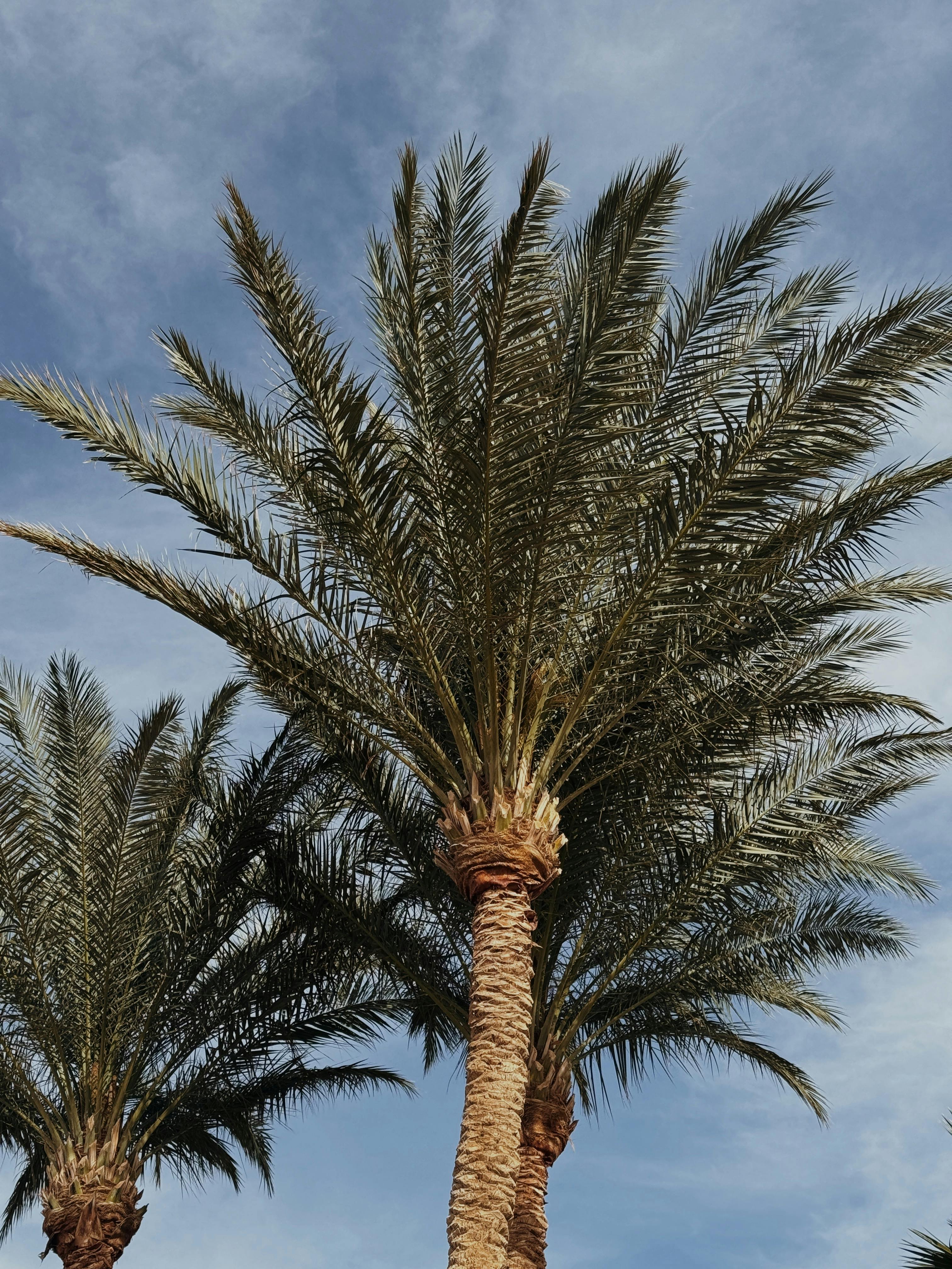 Lush palm trees reaching into the clear sky, capturing the essence of summer.
