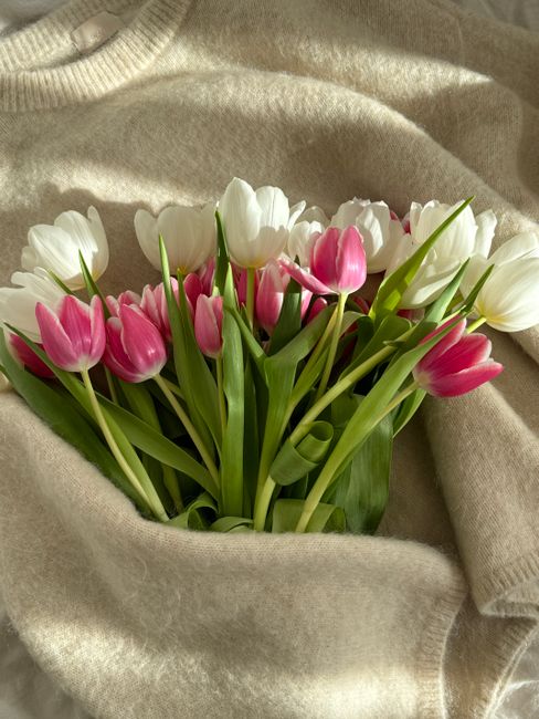 A vibrant bouquet of pink and white tulips laid on a soft beige sweater, capturing spring vibes.