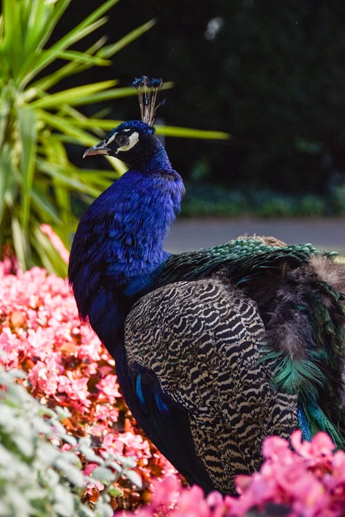 A peacock is standing in a garden with flowers