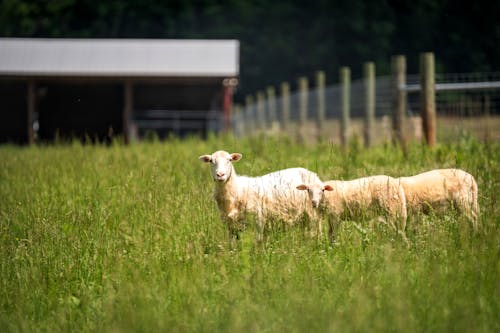Безкоштовне стокове фото на тему «вівці, дитина овець, літо»