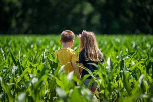 Ingyenes stockfotó aratás, boldogság, farm témában