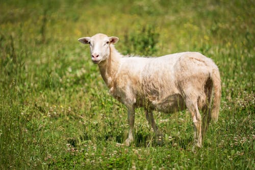 Безкоштовне стокове фото на тему «вівці, дитина овець, луг»