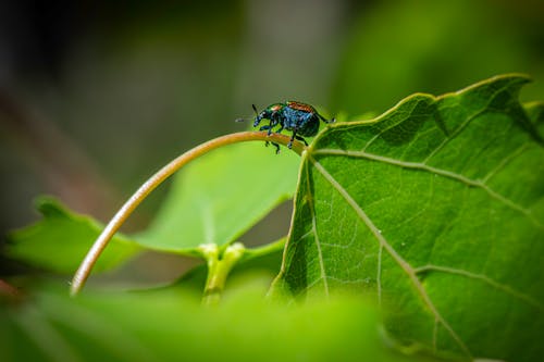 Fotos de stock gratuitas de al aire libre, animal, Beetle