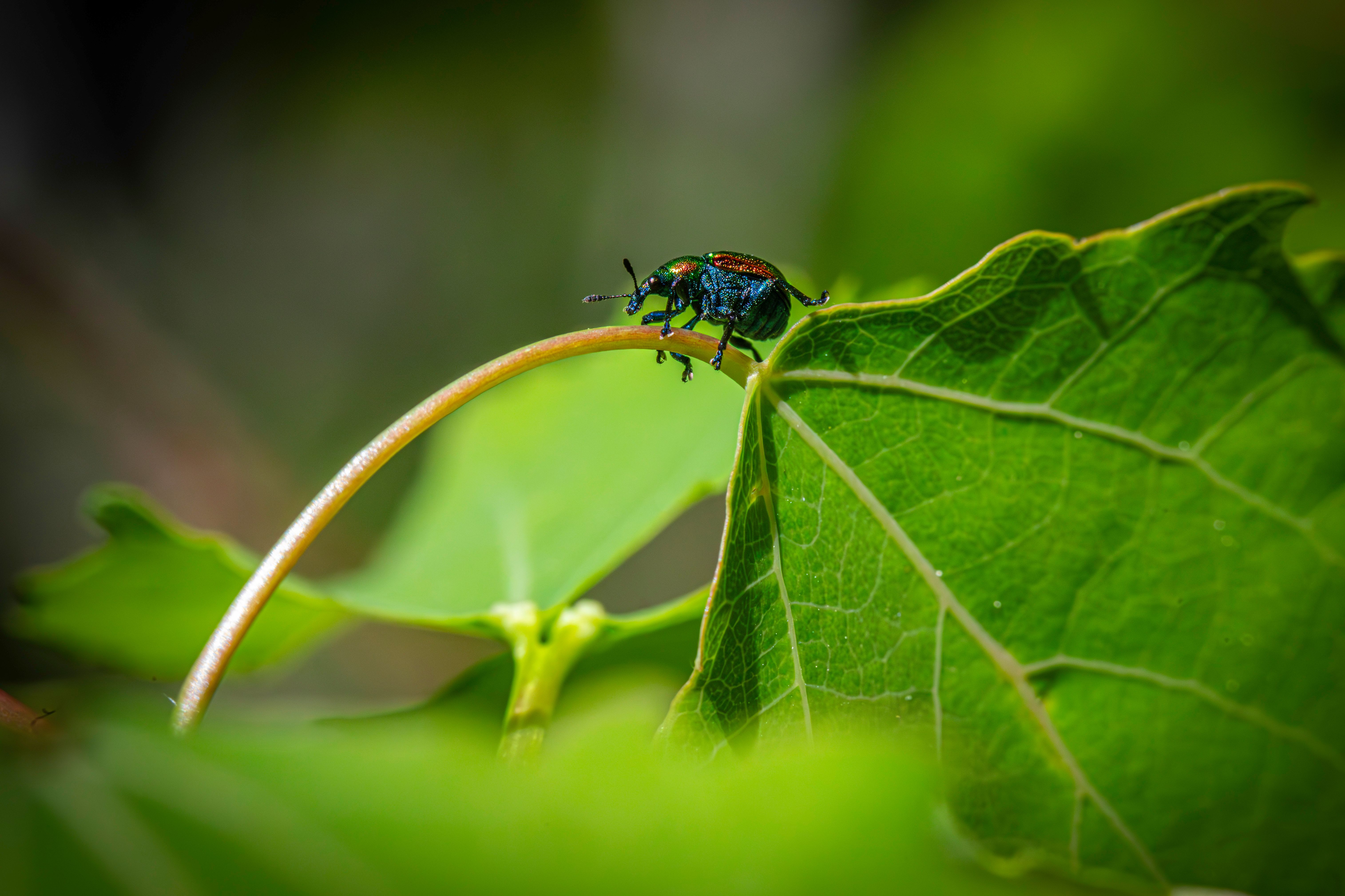 Byctiscus Photos, Download The BEST Free Byctiscus Stock Photos & HD Images