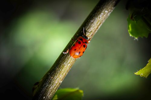 Free Close-up of a red beetle with black dots on a twig, in lush greenery. Stock Photo