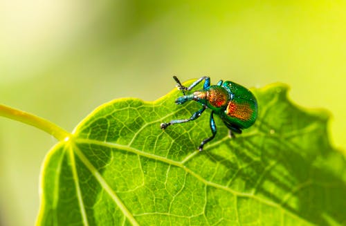 Free stock photo of agricultural pests, aspen leaf-rolling weevil, beetle species