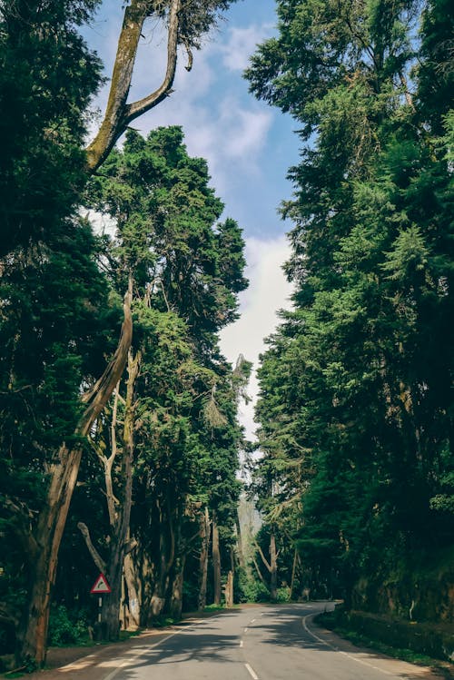 Imagine de stoc gratuită din arbore, călătorie, conifer
