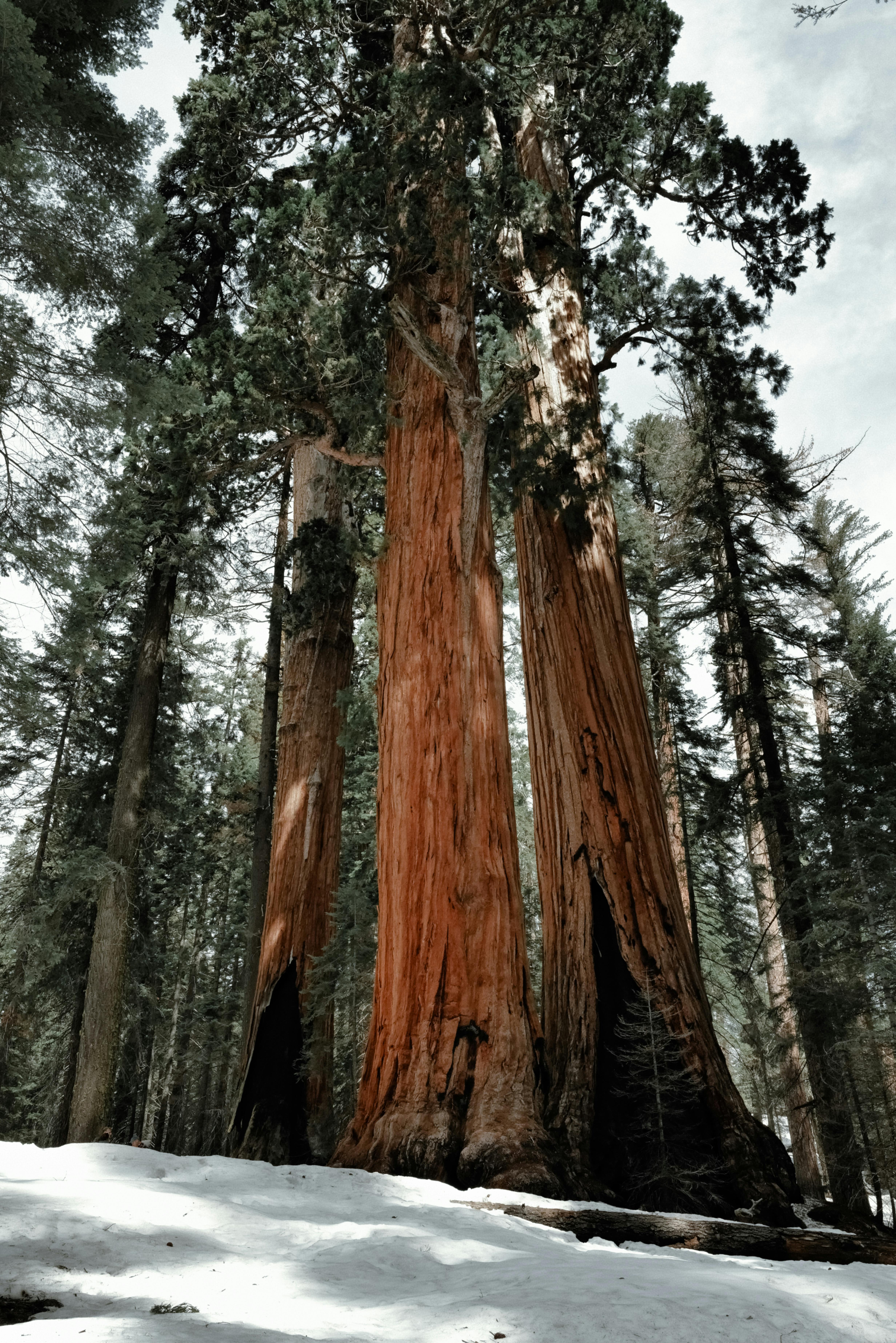 Stunning image of giant sequoia trees in Sequoia National Park with snow-covered ground.