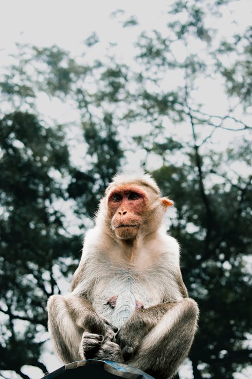 Free stock photo of animal, cinematic, monkey