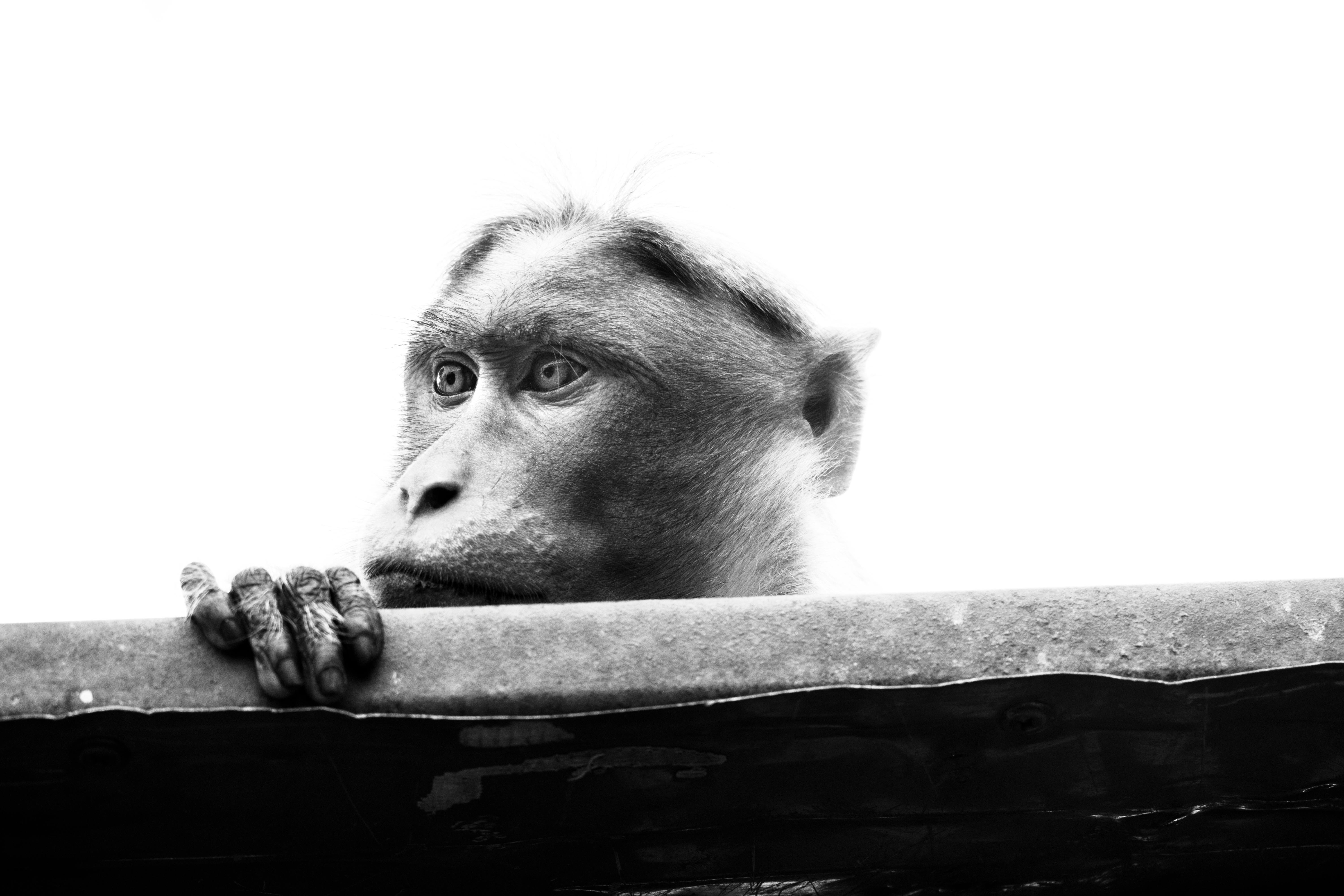 Capturing Animal ⁣Expressions