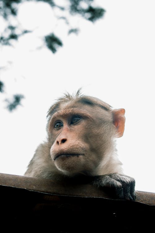 Free stock photo of animal, cinematic, monkey