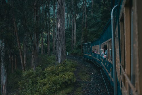 A train traveling through the woods with trees