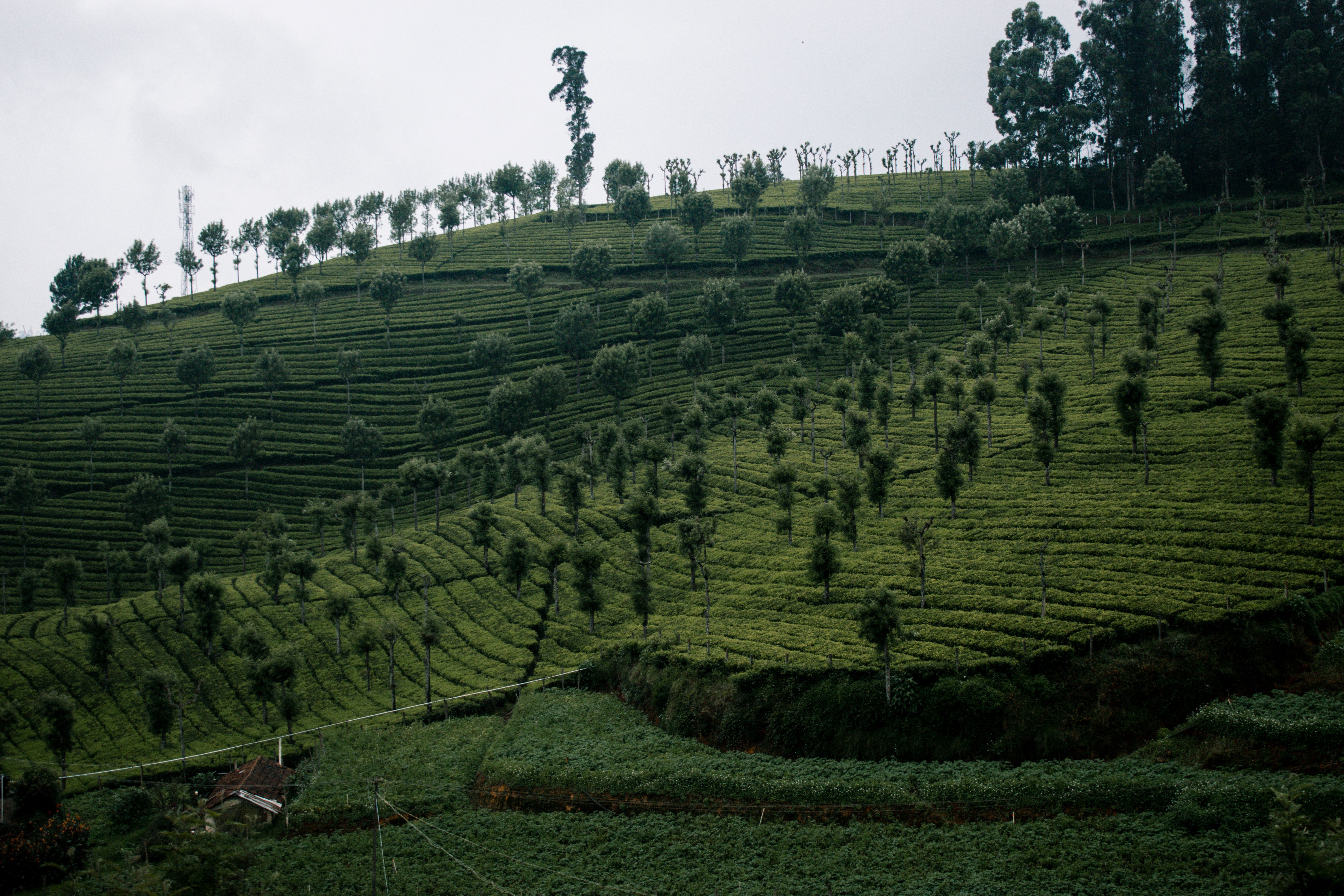 Coffee Plantation Resorts in Coorg: What to Expect and How to Choose
