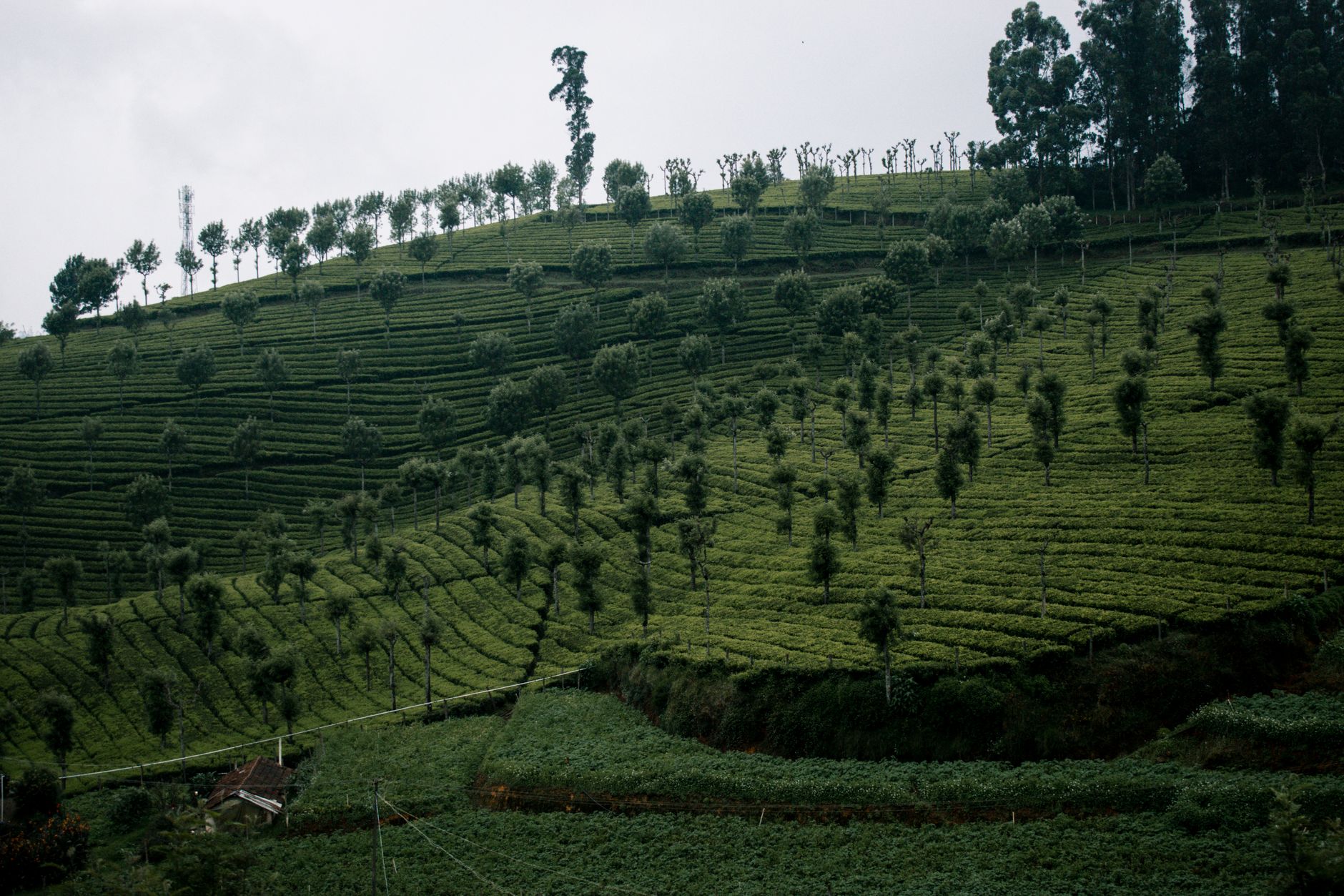 Coffee Plantation Resorts in Coorg: What to Expect and How to Choose