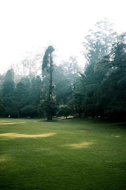 Fotos de stock gratuitas de naturaleza, niebla, parque